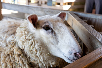 front portrait of a sheep inside barn, shed, next to wooden fence