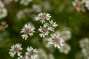 Coriander flowers are rich in micronutrients and antioxida