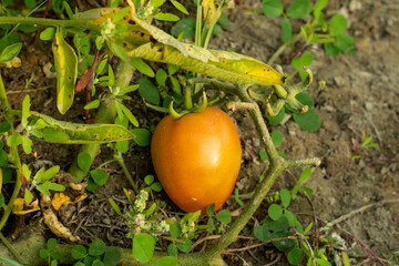 Tangy fruit orange color tomato tree is a great juice fruit