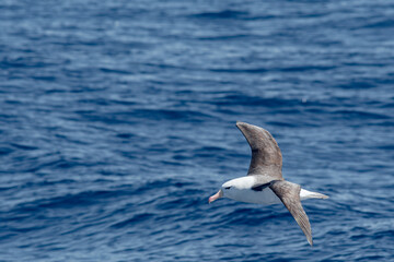 Black-browed Albatross (Thalassarche melanophris) in South Atlantic Ocean, Southern Ocean, Antarctica
