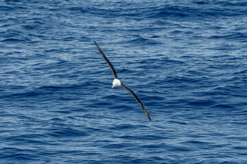 Black-browed Albatross (Thalassarche melanophris) in South Atlantic Ocean, Southern Ocean, Antarctica