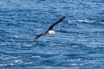 Black-browed Albatross (Thalassarche melanophris) in South Atlantic Ocean, Southern Ocean, Antarctica