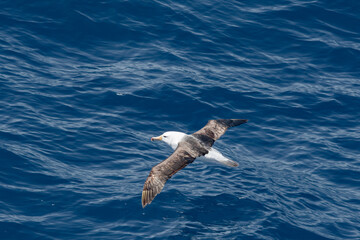 Naklejka premium Black-browed Albatross (Thalassarche melanophris) in South Atlantic Ocean, Southern Ocean, Antarctica