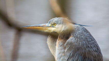 heron detailed portrait