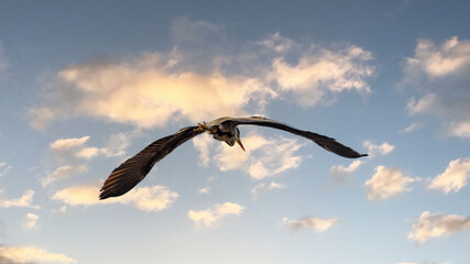 Fototapeta na wymiar heron fly away