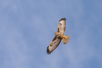 common buzzard fly above