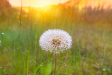 Fototapeta na wymiar Dandelion in a field at orange sunset freedom.