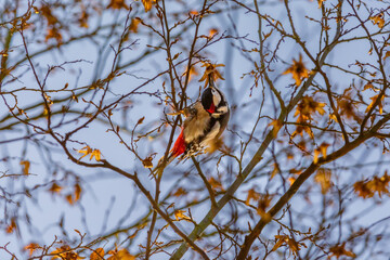 woodpecker picking flowers