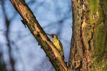 green woodpecker