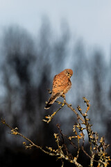 hawk in the sun's glow