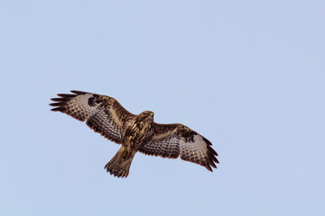 common buzzard looking down at pray