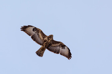 common buzzard looking down at pray