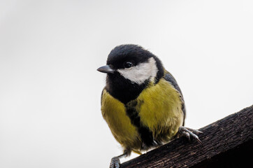 a black tit closeup