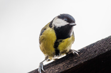 a black tit closeup