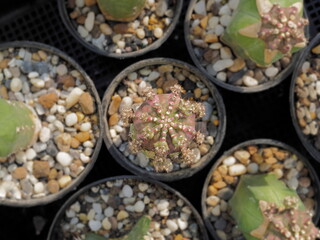 Top view of Gymnocalycium hybrid clone T-Lux grafted in flowerpot with nature blurred background.