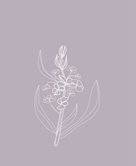 Beautiful delicate plant in the style of minimalism