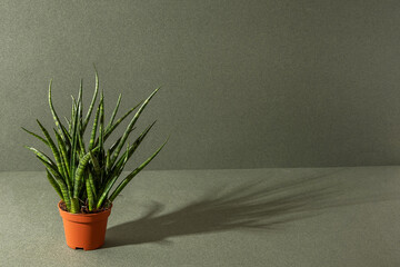 Home plants. Sansevieria cylindrica in brown pots on a green background. Front view Copy space