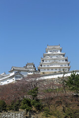 初春の姫路城と桜