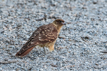 Chimango Caracara (Milvago chimango) in Ushuaia area, Land of Fire (Tierra del Fuego), Argentina