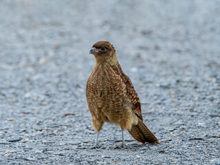 Chimango Caracara (Milvago chimango) in Ushuaia area, Land of Fire (Tierra del Fuego), Argentina