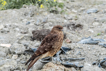 Chimango Caracara (Milvago chimango) in Ushuaia area, Land of Fire (Tierra del Fuego), Argentina