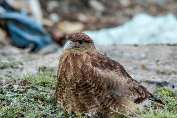 Chimango Caracara (Milvago chimango) in Ushuaia area, Land of Fire (Tierra del Fuego), Argentina