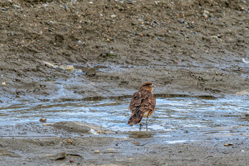 Chimango Caracara (Milvago chimango) in Ushuaia area, Land of Fire (Tierra del Fuego), Argentina