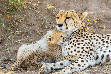 Cheetah cub is cuddling with her mother