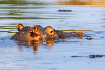 Hippopotamus in a river in Africa