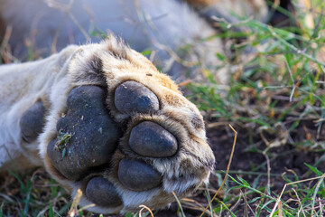 Lion paw in the grass