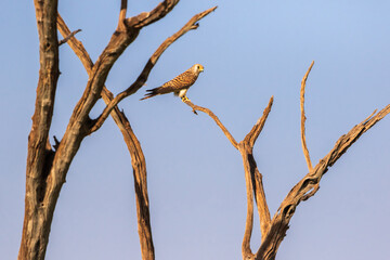 European Kestrel sitting in a treetop