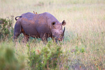 Black rhino with oxpeckers on the back in Masai Mara