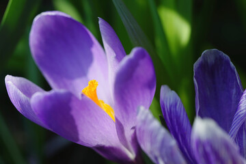 close-up of a purple crocus flower 