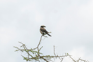 Grey-backed fiscal sitting on the branch.