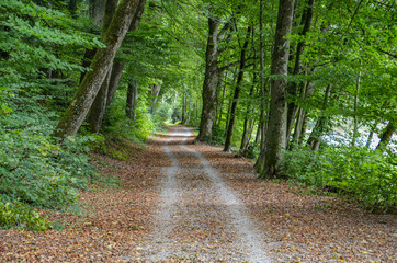 Der Weg in den Wald