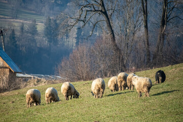A flock of sheep in a meadow in Poronin, Poland. Old traditions of herding are still alive in the mountain region of Lesser Poland. Selective focus on the animals, blurred background.