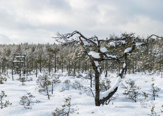 Snowy bog forest after a blizzard, amazing winter wonderland, cold weather and perfect snow conditions, powdery snow covers the bog