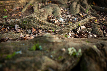 root of the big tree