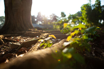 root of the big tree with the sun flares
