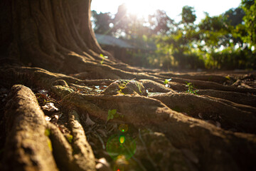 root of the big tree with the sun flares © Ivan
