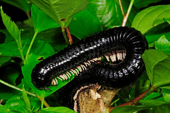 Schnurf&uuml;&szlig;er, Tausendf&uuml;&szlig;er // Millipede - Sri Lanka