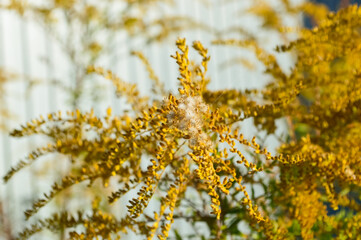 close-up of a weed yellow flower bush growing in the garden