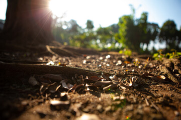 root of the big tree with the sun flares
