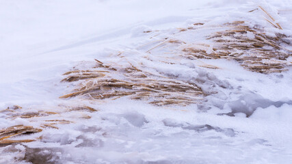Dry grass covered with snow and ice, selective focus. Close-up. Winter background.