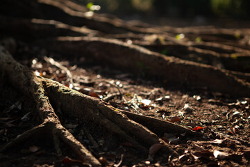 root of the big tree