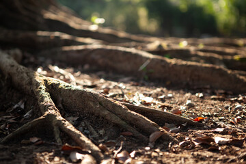 root of the big tree