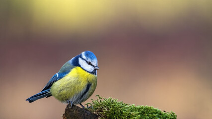 Eurasian Blue Tit sitting on the branch
