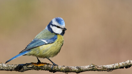 Eurasian Blue Tit sitting on the branch
