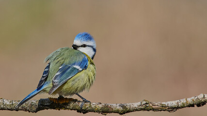 Eurasian Blue Tit sitting on the branch