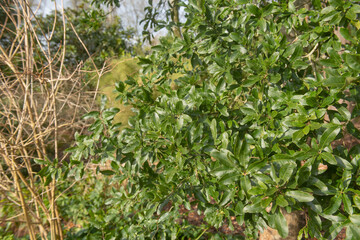 Winter Foliage of the Bright Green Leaves on an Evergreen Oak Tree (Quercus crispipilis) Growing in a Woodland Garden in Rural Devon, England, UK